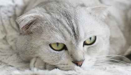 蔡英文窜访日本，外交部回应