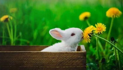 新东方大愚文化发布多套英文阅读新品