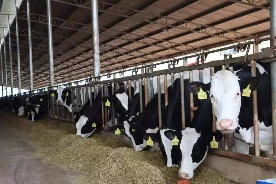 2024乳企利润大跳水，蒙牛伊利光明“顶不住”，小品牌直接“躺平”？