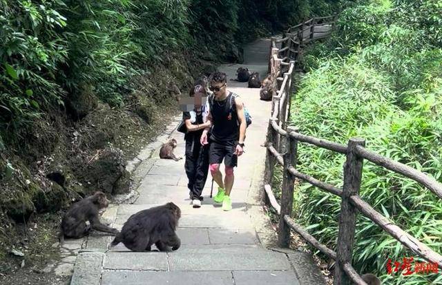 揭秘峨眉山陪爬团队：已陪爬千名游客九成为女性，不会主动拉背扛抱，主要保障安全