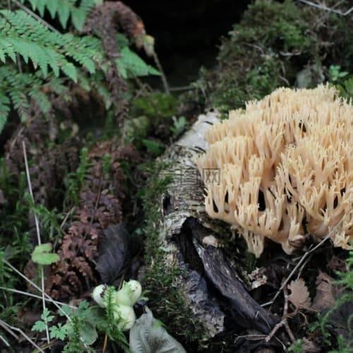 松茸多少钱一斤？