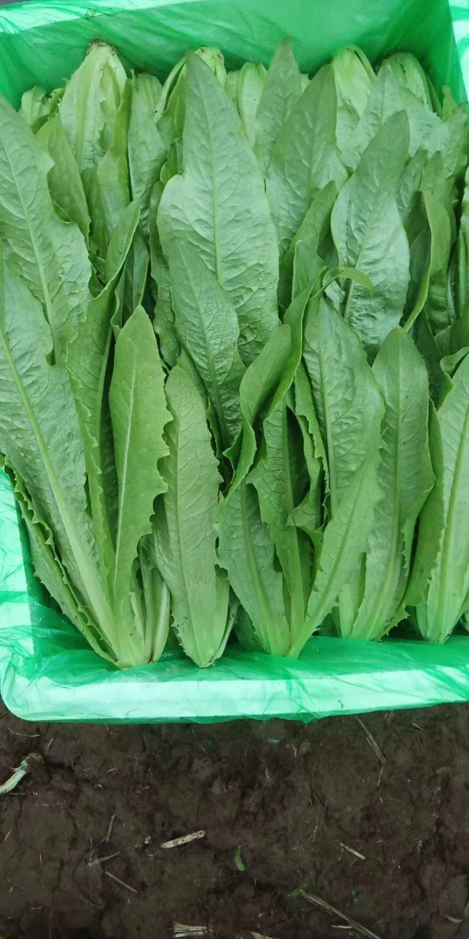 原油菜(原油菜花)